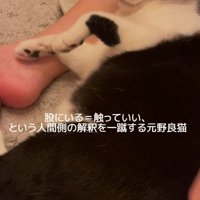 無表情の猫
