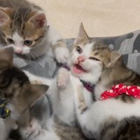 口を開ける子猫