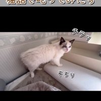 振り返る猫