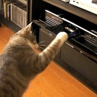DVDレコーダーにパンチする猫