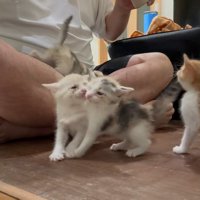 体を寄せる2匹の子猫と飼い主さんを見ている茶白の子猫