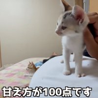 お腹の上に乗る子猫（甘え方が100点です）