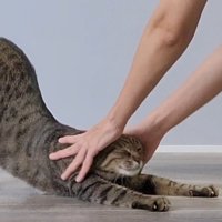 伸びをしている猫の頭を両手で撫でる飼い主