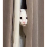 カーテンからのぞく猫