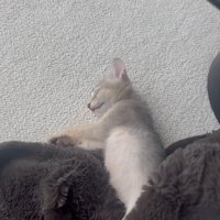 毛布で眠る子猫