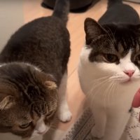 飼い主に集まる2匹の猫