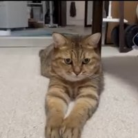 スフィンクス座り