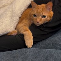 男性の腕に顔を乗せてカメラを見つめる猫