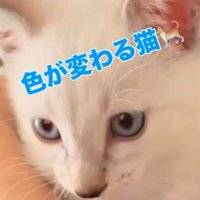 何かを見つめるシャムトラ猫の子猫