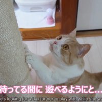 爪を研いでいる猫