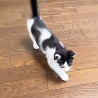 室内にいる猫