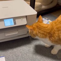 プリンターを見ている猫