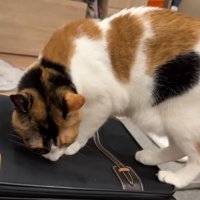 匂いを嗅ぐベルちゃん