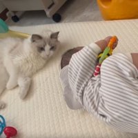 室内にいる猫と赤ちゃん