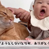 赤ちゃんに撫でられる猫2