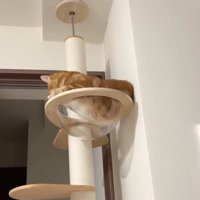 透明なキャットボウルにお腹を入れようとしている猫