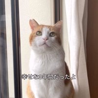 窓際に座っている猫