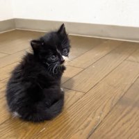 振り返る姿