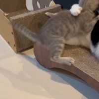 白黒猫に飛び掛かる子猫