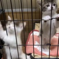 足を滑らせる子猫