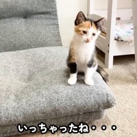 座る子猫