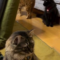 3匹の猫