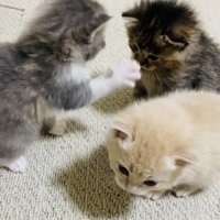 焦げ茶子猫に猫パンチするグレー子猫とそっぽを向くクリーム子猫