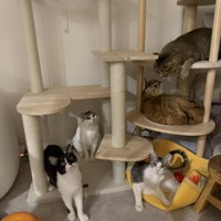 キャットタワーに集まる猫たち