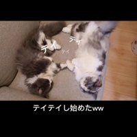 ソファに寝転がる2匹の猫