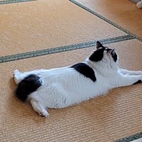 畳でくつろぐ猫2