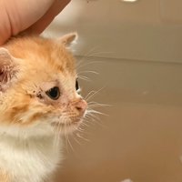 子猫の横顔