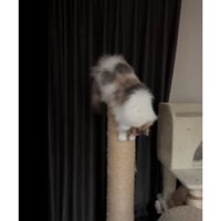 爪とぎしている猫