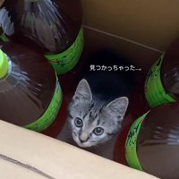 段ボールから見上げる子猫
