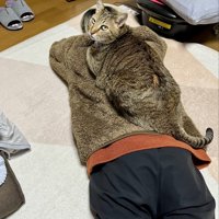 人の背中に乗って振り向く猫