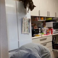 冷蔵庫の上に座っている猫とそれを見ている人
