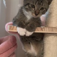 キャットタワーの穴にはまって座っている子猫