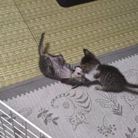 腹を出す猫と攻撃する猫