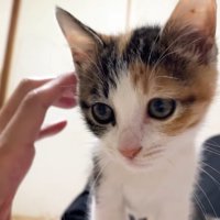 子猫と人の左手
