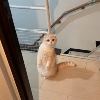 立っている猫