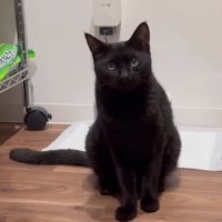 おすわりチロルちゃん