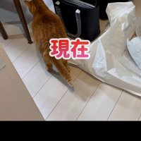 置かれたバッグと猫