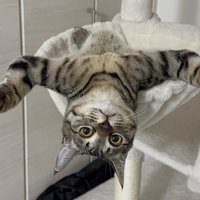 ハンモックの上でひっくり返って万歳する猫