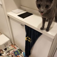 猫の乗っている棚の下に散らばる大量の袋