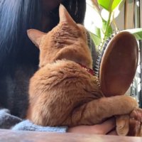 飼い主の膝の上でふりかえる猫