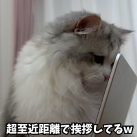 パソコン画面の前にいる猫