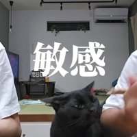 魚を狙う猫