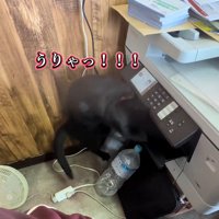コピー機に飛びかかる猫