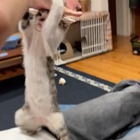 手を掴む子猫