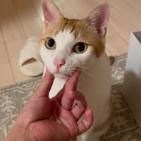 猫の頬を指で撫でる飼い主