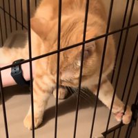 ケージを掴む猫